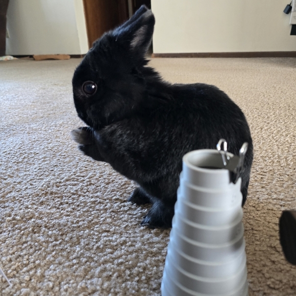 8mm Chariot With 6mm Auralite 23 Bracelet - Picture 8 of 10